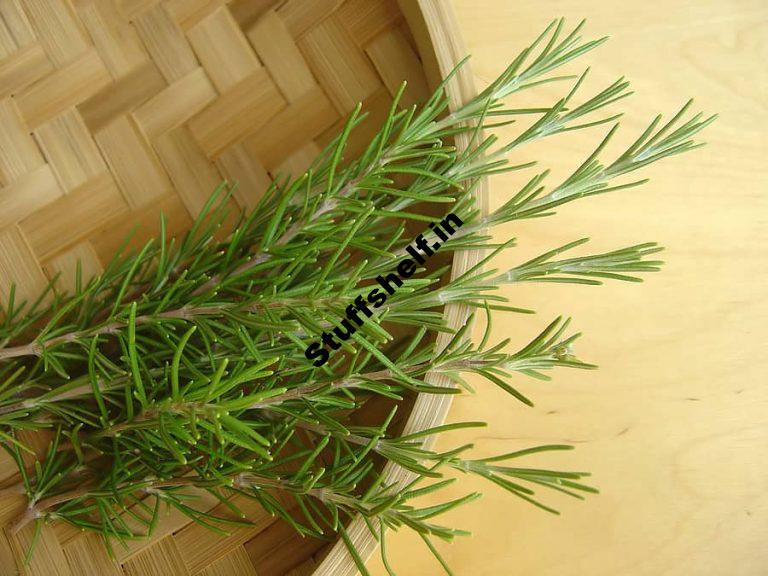 Rosemary Kitchen Basics Harvest to Table