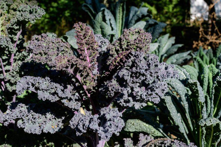 Russian Purple Kale – Harvest to Table