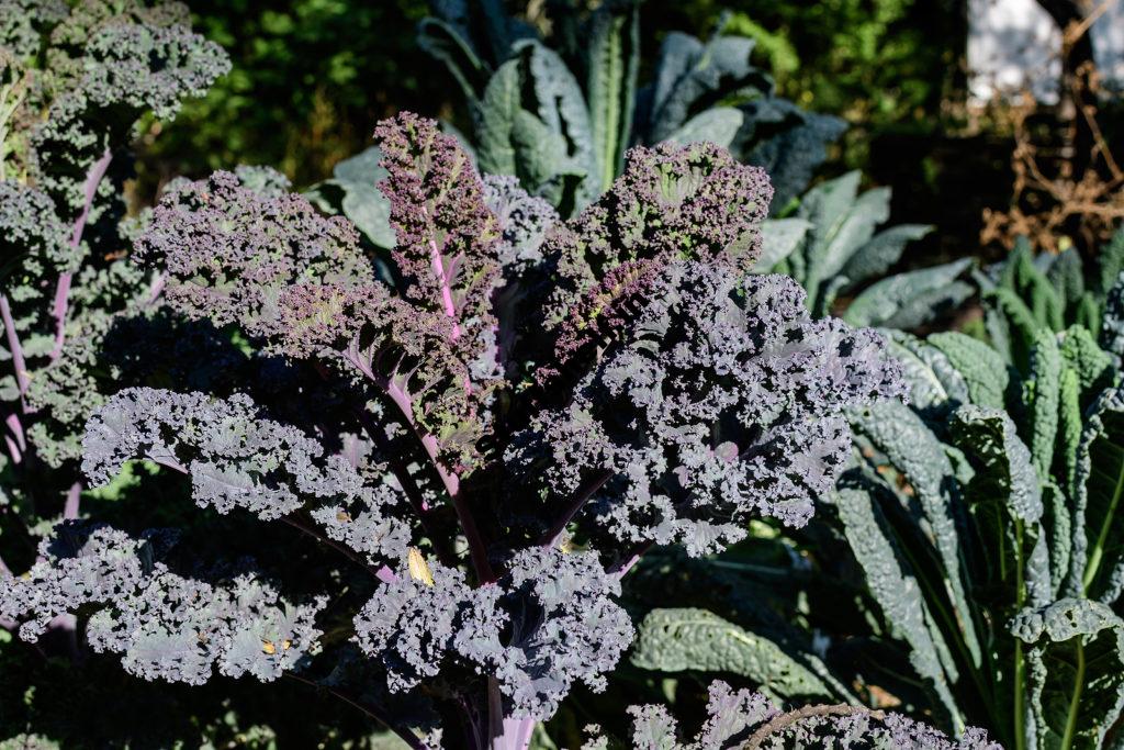 Russian Red Kale – Harvest to Table