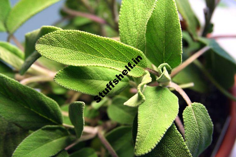 Sage: Kitchen Basics – Harvest to Table