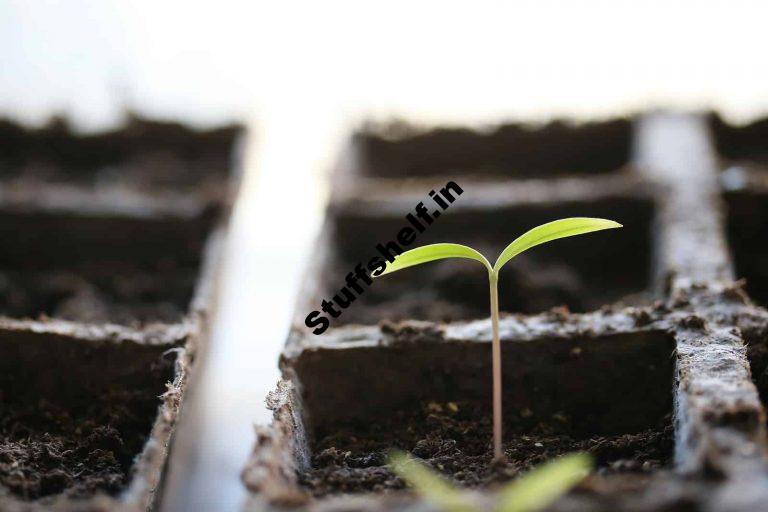 Seed Germination Requirements Harvest to Table