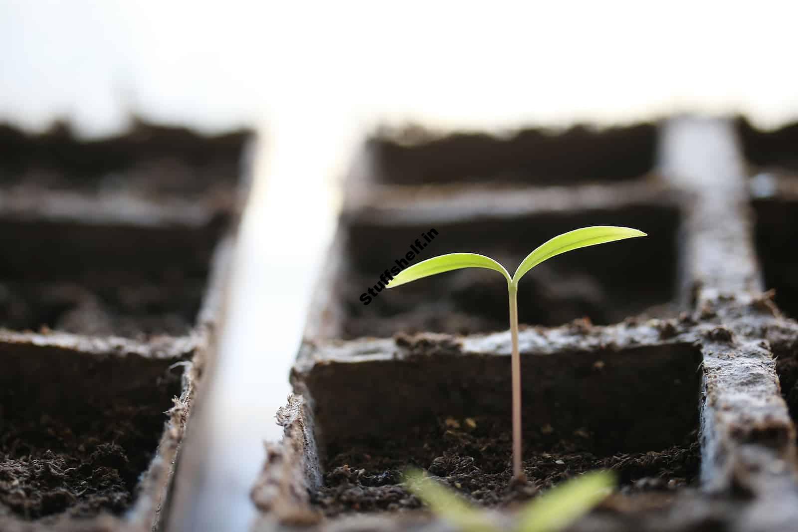 Simple Seed Starting Harvest to Table