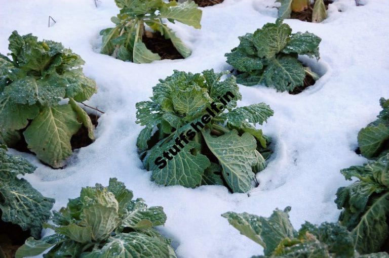 Snow Tolerant Vegetables Harvest to Table