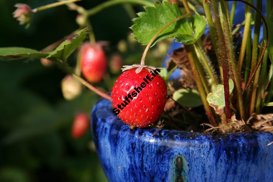 Strawberry: Kitchen Basics – Harvest to Table