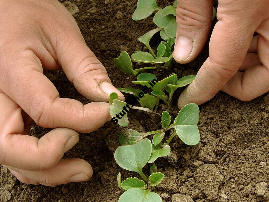 Thinning Vegetable Seedlings Harvest to Table