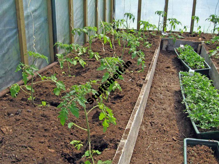 Tomato Emerging Guidelines – Harvest to Table