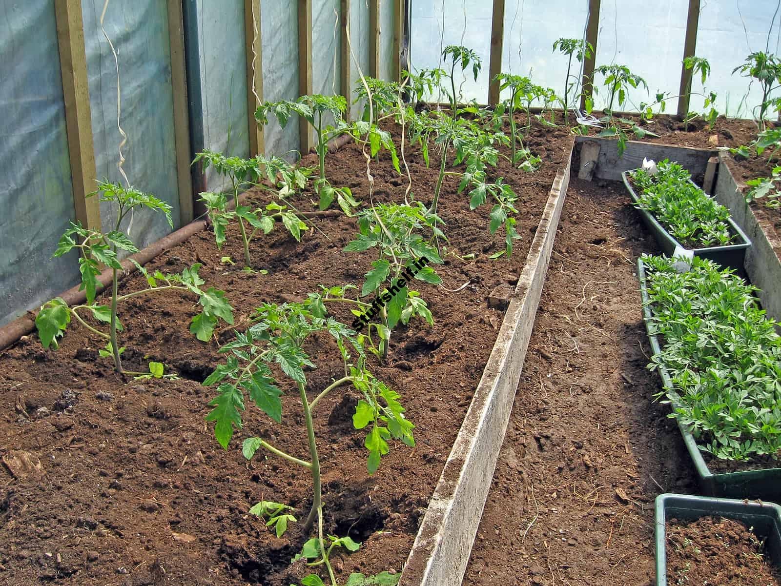 Tomato Growing Tips Harvest to Table