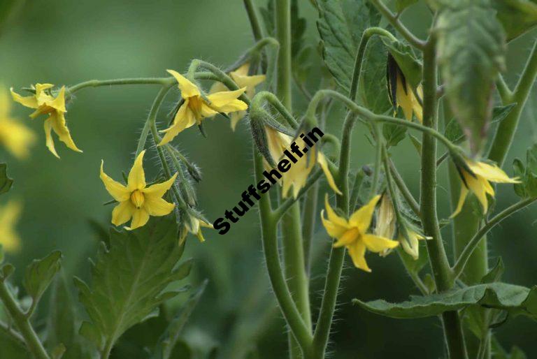 Tomato Seed Saving Open Pollinated Tomatoes