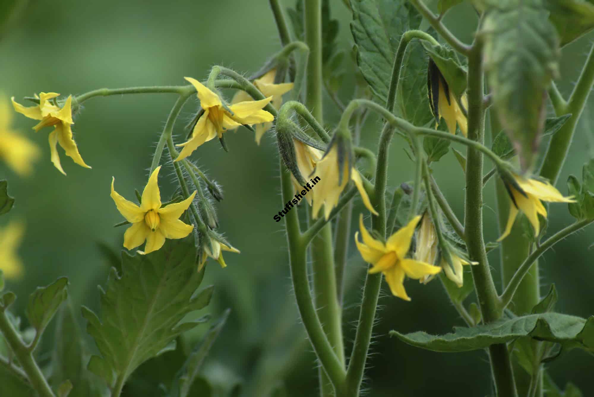 Tomato Seed Saving: Open-Pollinated Tomatoes