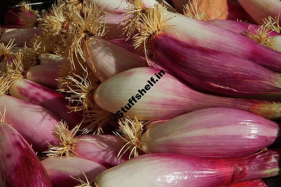 Tropea Onion—the Red Torpedo – Harvest to Table