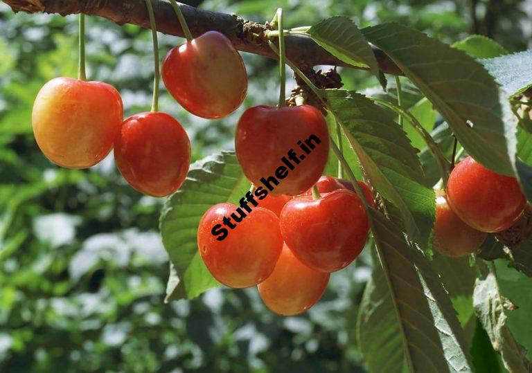 Rainer Sweet Cherry Harvest to Table