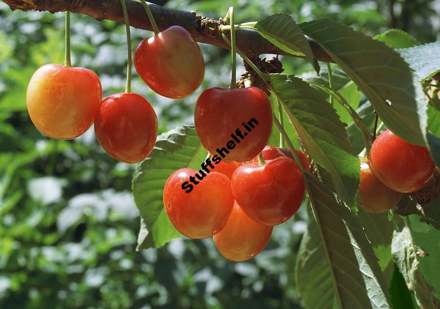 Scroll Rainer Rainer Sweet Cherry – Harvest to Table - STUFFSHELF