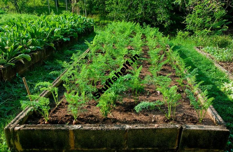 Vegetable Crops for Narrow Beds and Wide Rows