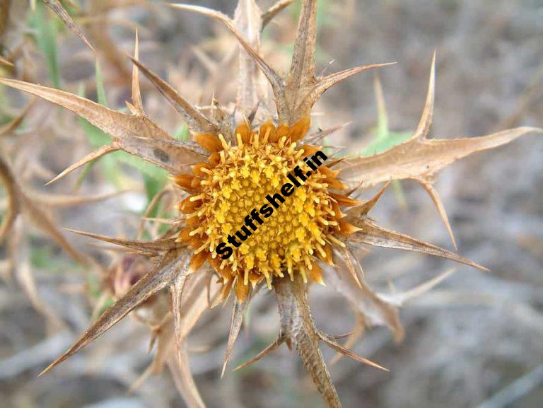 Vegetable Garden Weed Control – Harvest to Table