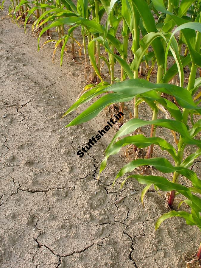 Vegetable Emerging in Scorching Local weather