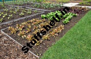 Vegetable Garden Top of the range, Yield, Monetary financial savings Comparisons