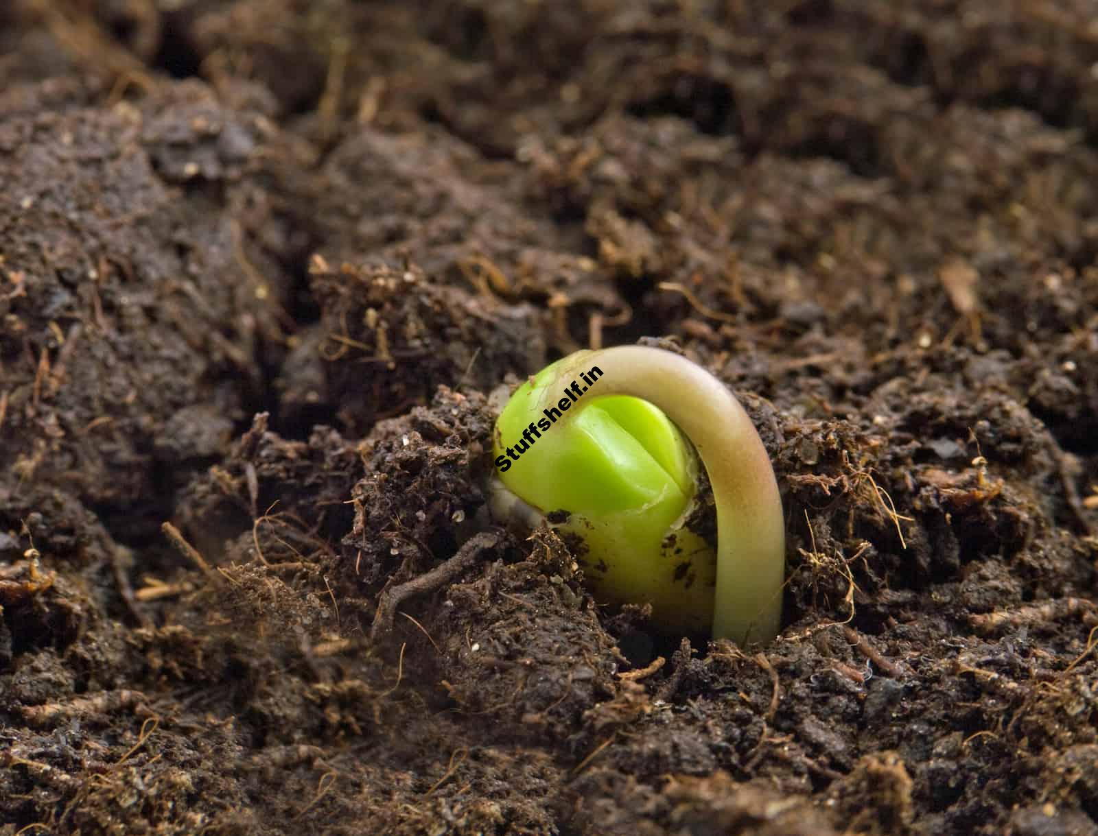 Vegetable Seed and Seedling Problems