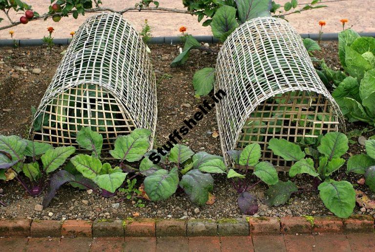 Vegetable Seedling Protection – Harvest to Table