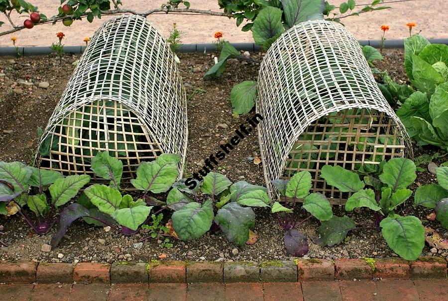 Vegetable Seedling Protection – Harvest to Table