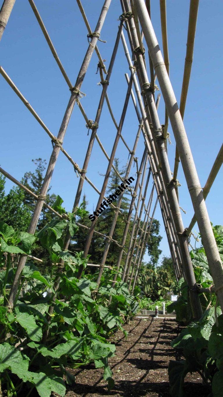 Vertical Is helping inside the Vegetable Garden