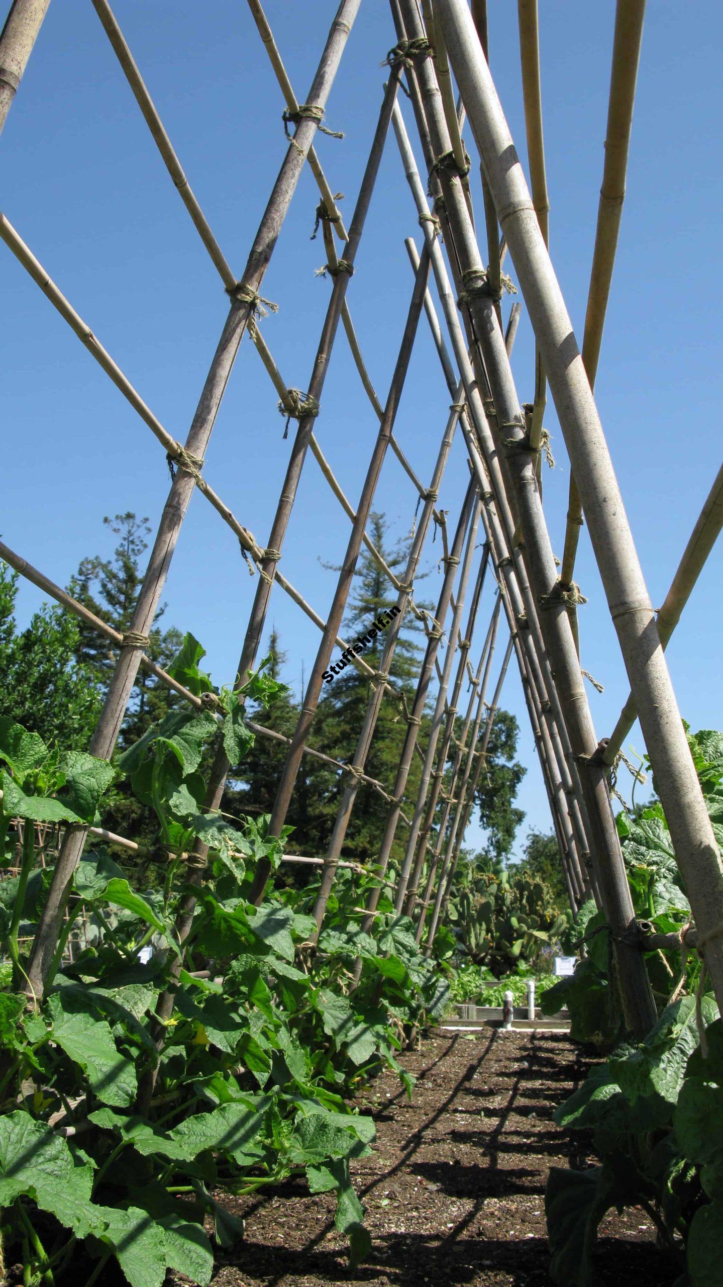 Vertical Supports in the Vegetable Garden