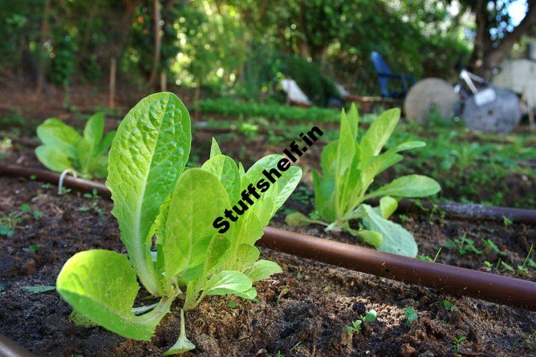 Water Hot Weather Vegetable Garden Protection