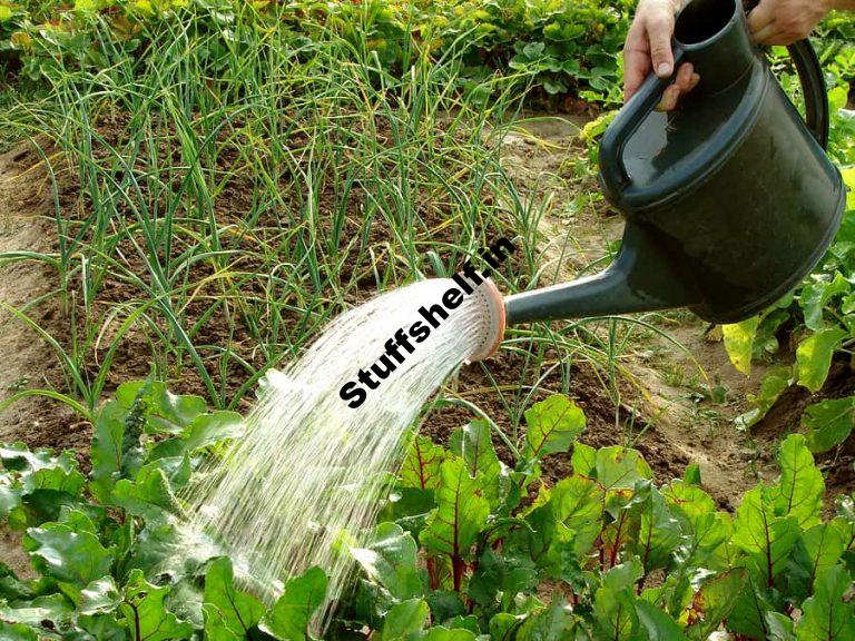 Watering and Water Content material subject matter of Vegetables