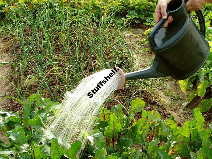 Watering and Water Content of Vegetables