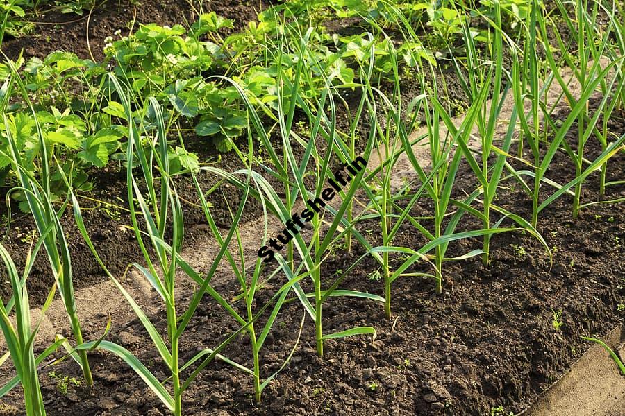 Wide Row Vegetable Garden Beds