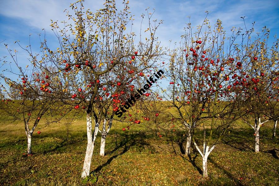 Winter or Late Season Apple Varieties