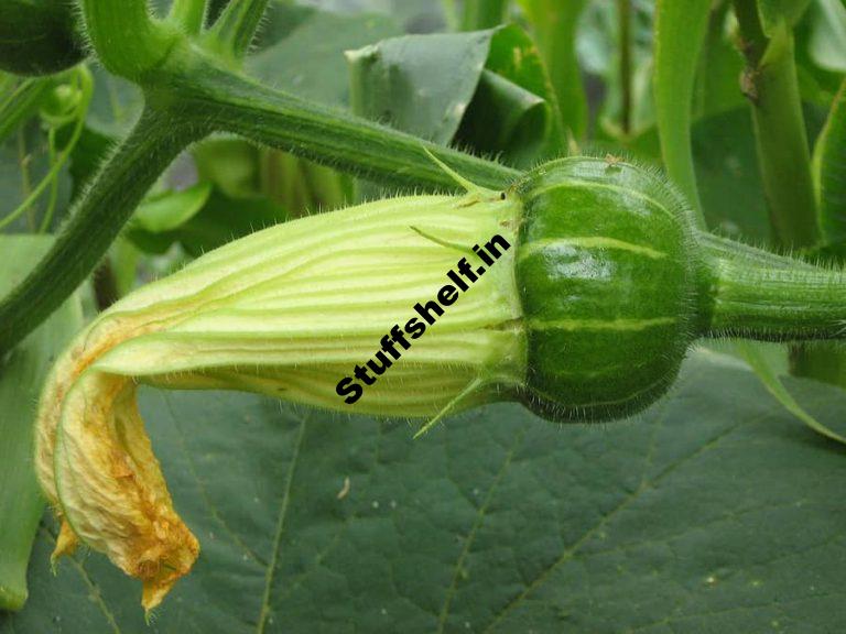 Zucchini Emerging Speedy Guidelines – Harvest to Table