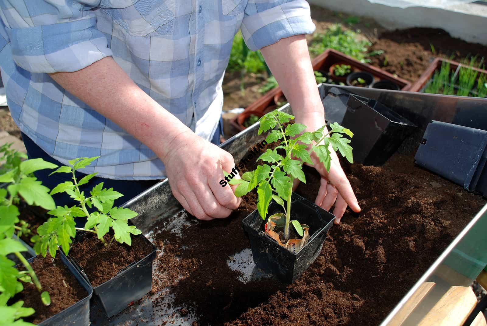 Potting Up Tomatoes – Harvest to Table