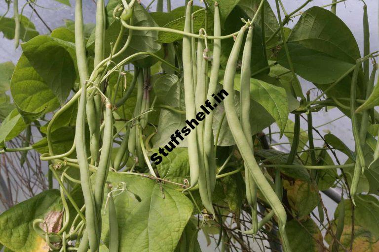 Bean Varieties That Are Easy to Grow