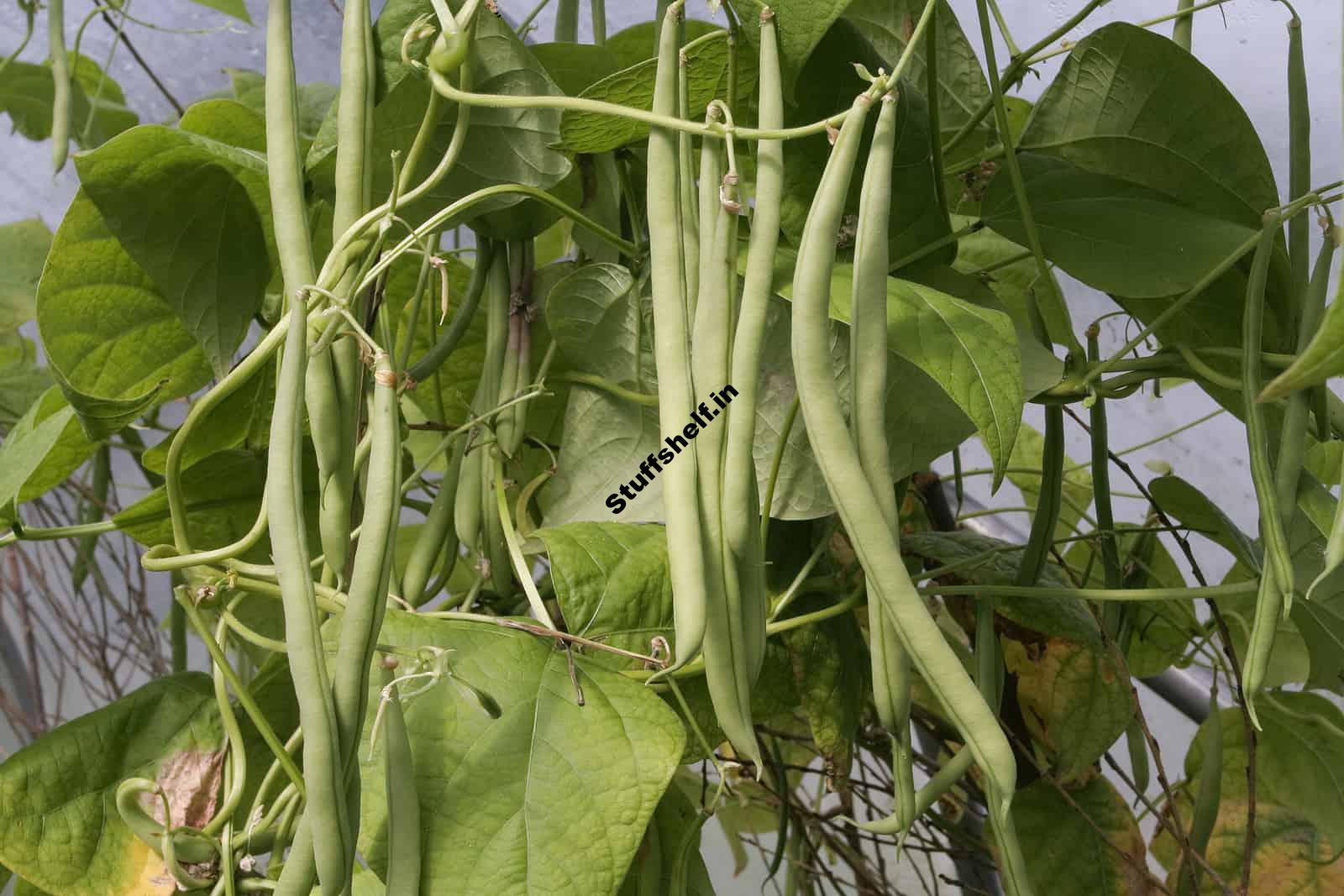 Bean Varieties That Are Easy to Grow