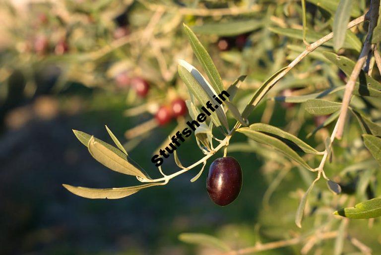 Olives Kitchen Basics Harvest to Table