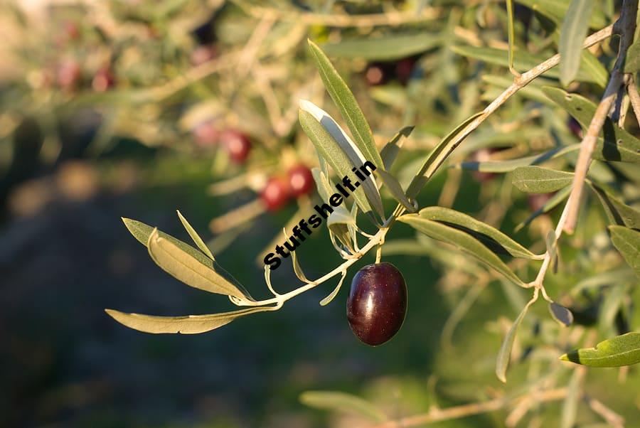 Olives Kitchen Basics Harvest to Table