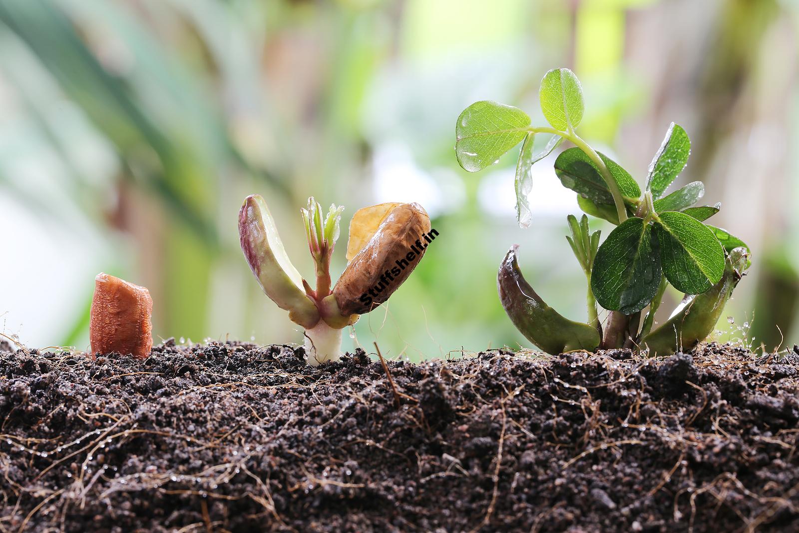 When to Plant Peanuts Harvest to Table