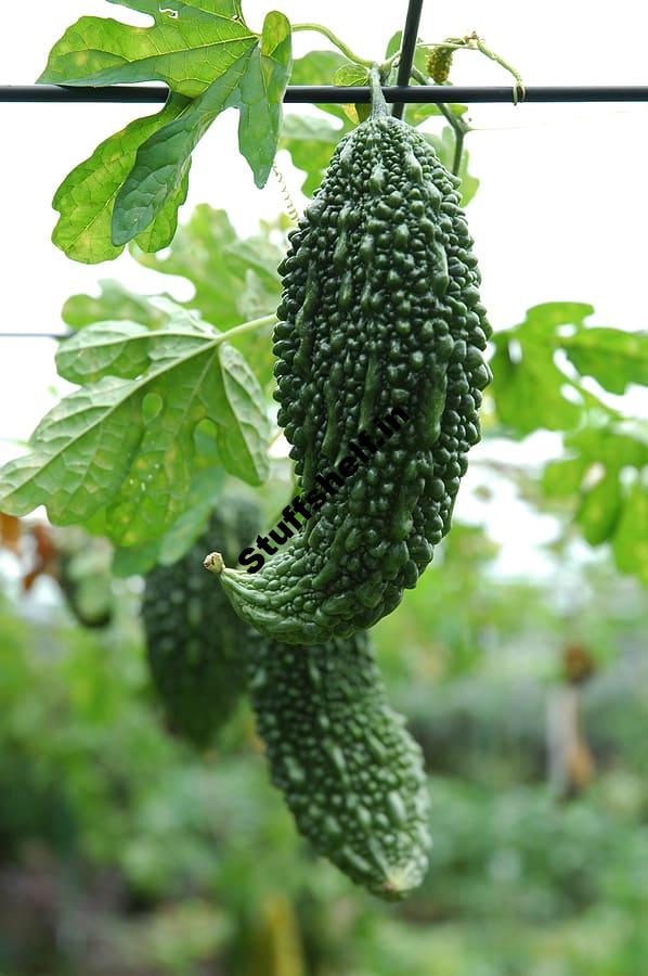 Chinese Vegetables Warm Season Varieties Harvest to Table