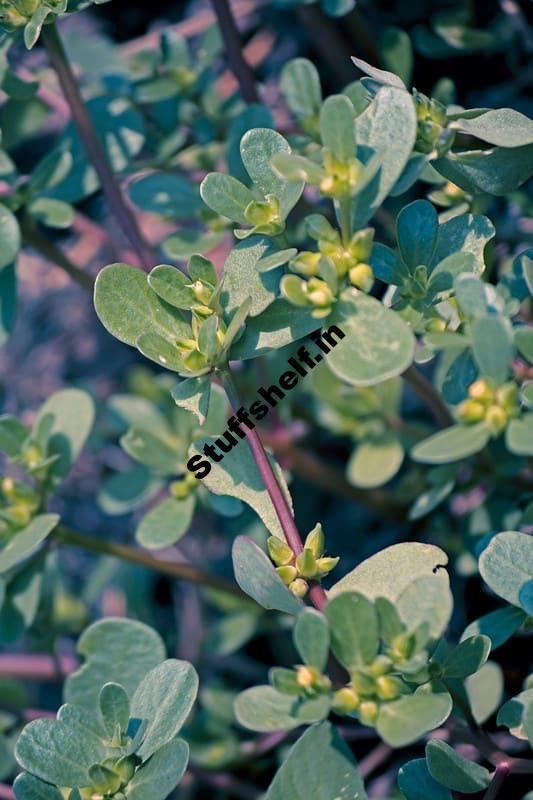 Purslane Organic Weed Control Harvest to Table