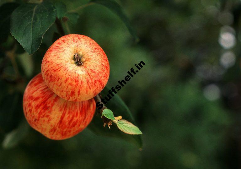 Gravenstein Apple Harvest to Table