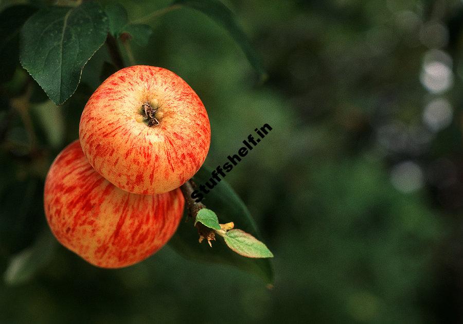 Gravenstein Apple Harvest to Table