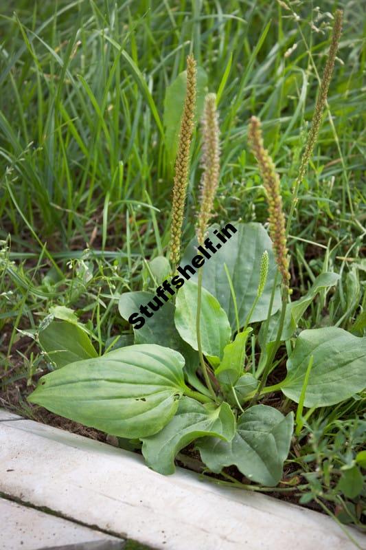 Plantain Organic Weed Control Harvest to Table