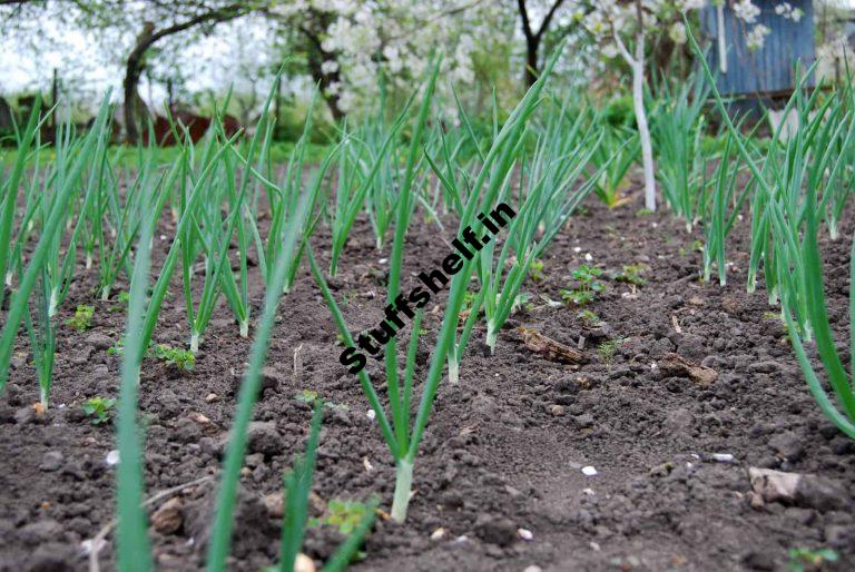 May Warm Region Kitchen Garden Almanac