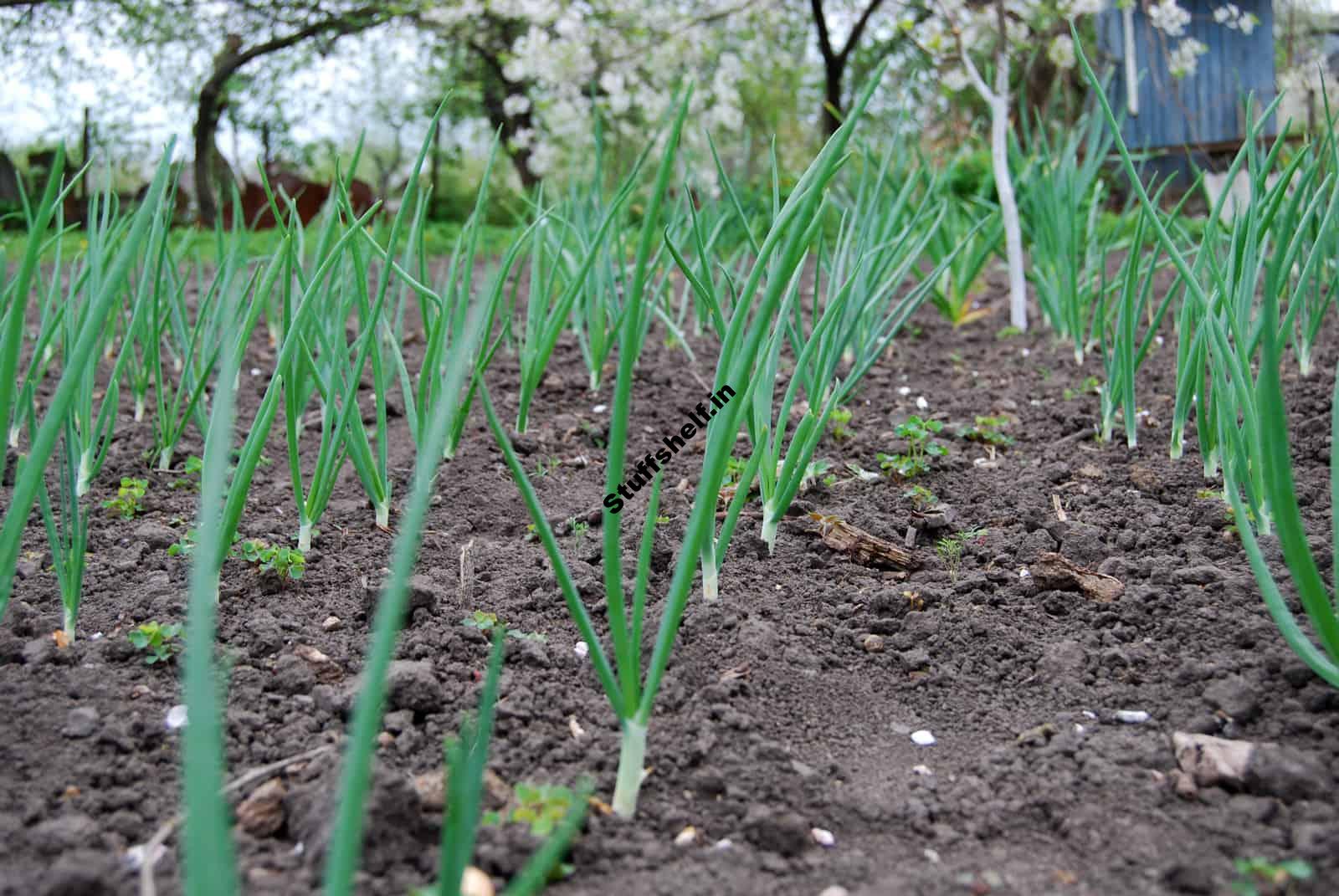 May Warm-Region Kitchen Garden Almanac