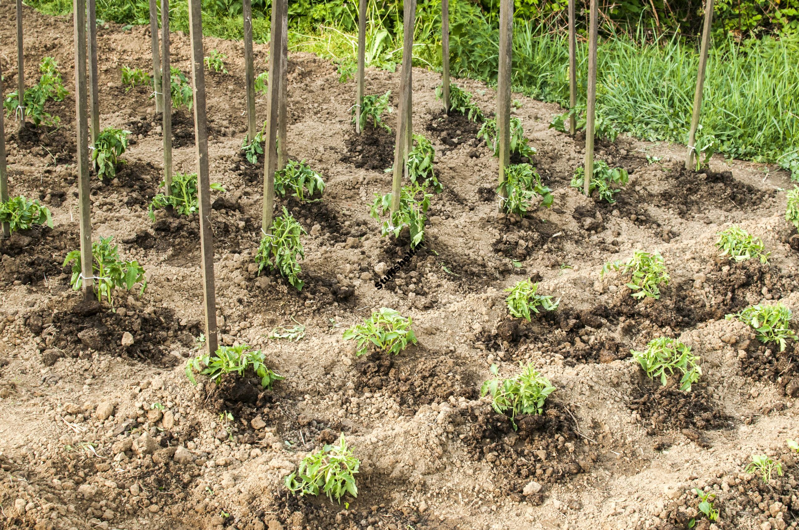 May Vegetable Garden Zone-by-Zone – Harvest to Table