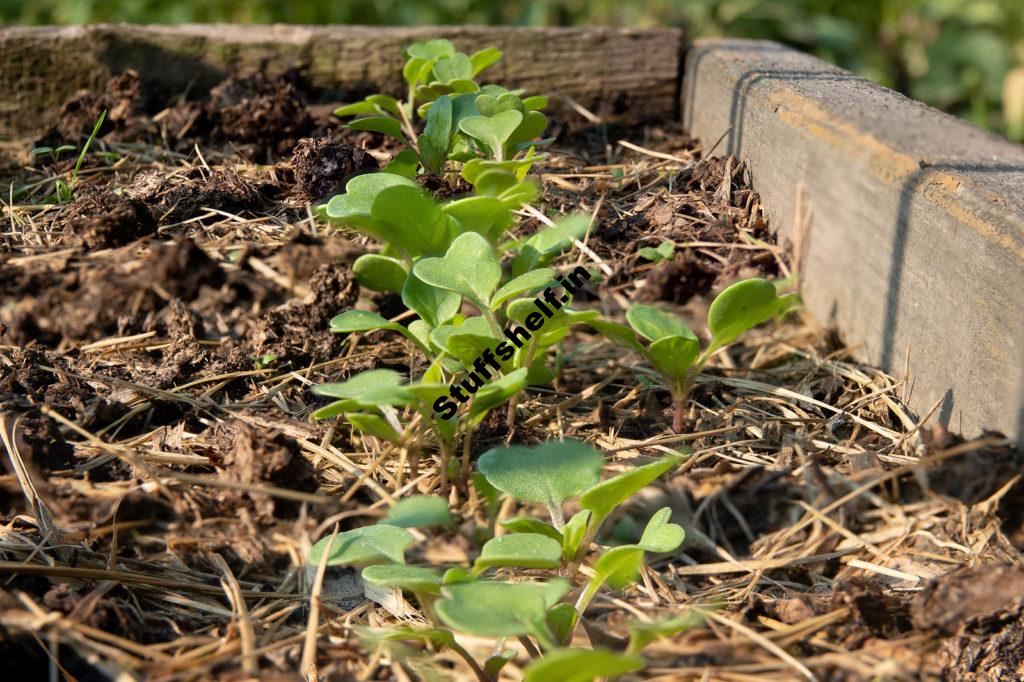 How to Start Arugula from Seed