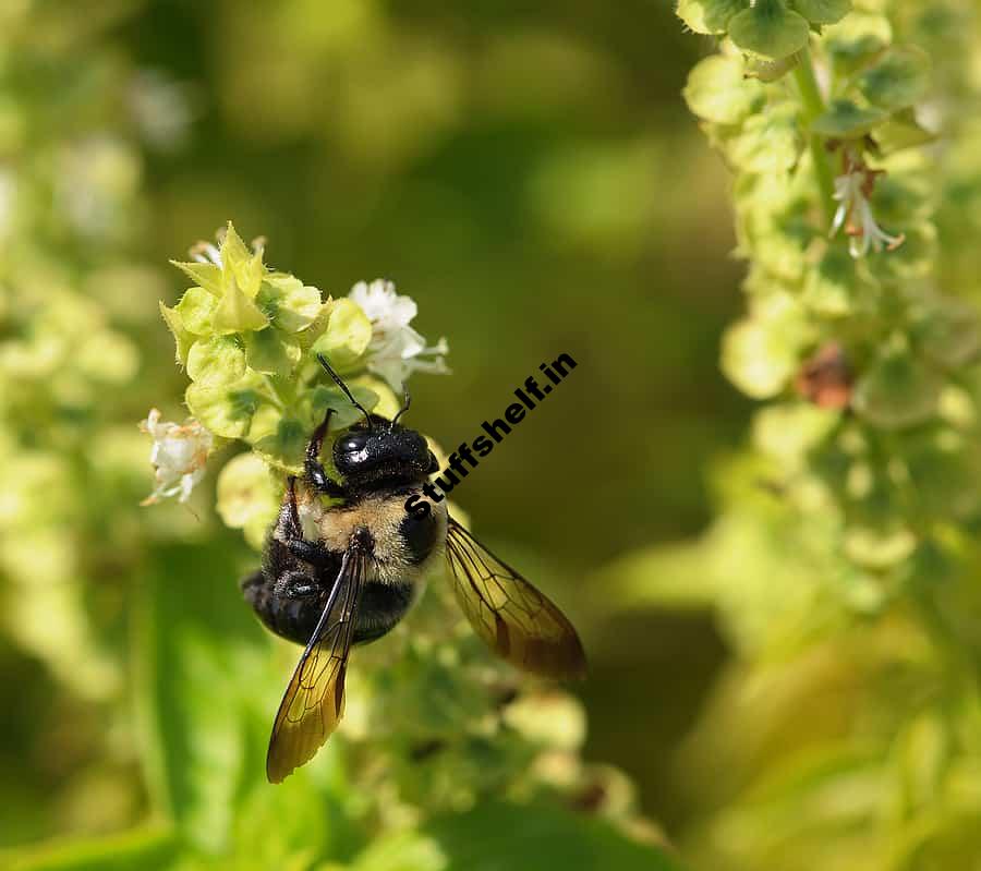 Learn About Herbs that Attract Bees