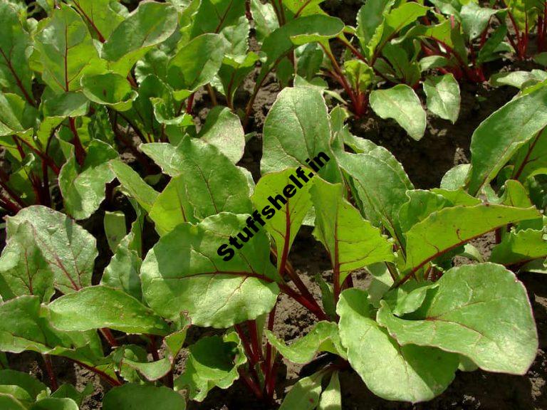 Beets Emerging Calendar and Planting Tips