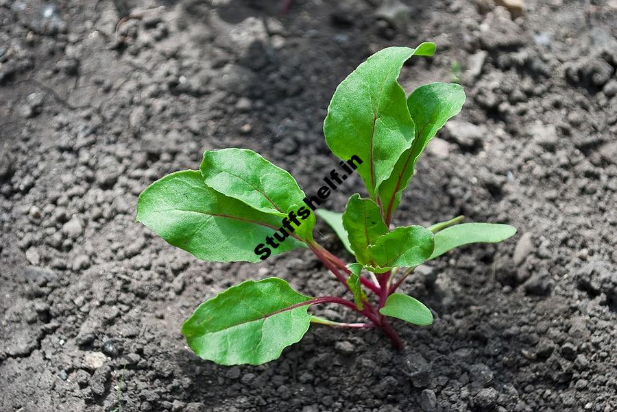 Learn How to Start Beets from Seed