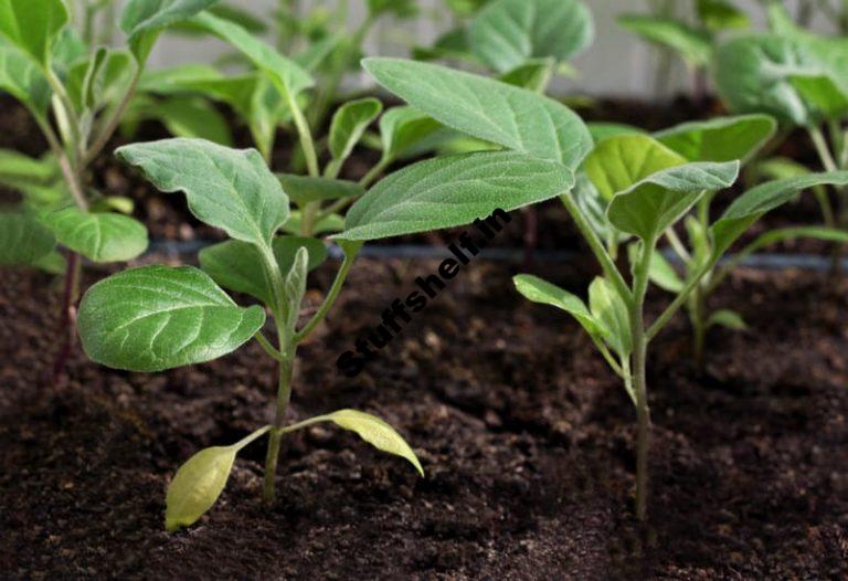 Learn How you’ll Get began Cabbage from Seeds